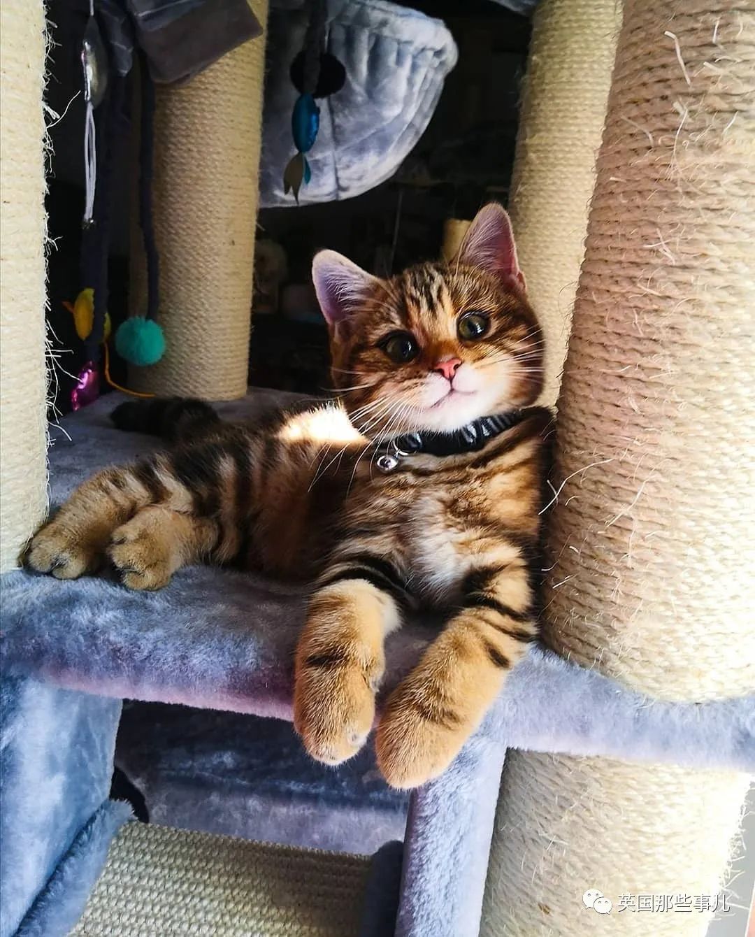 高颜值会笑的橘猫,又可爱又萌萌哒的小橘猫