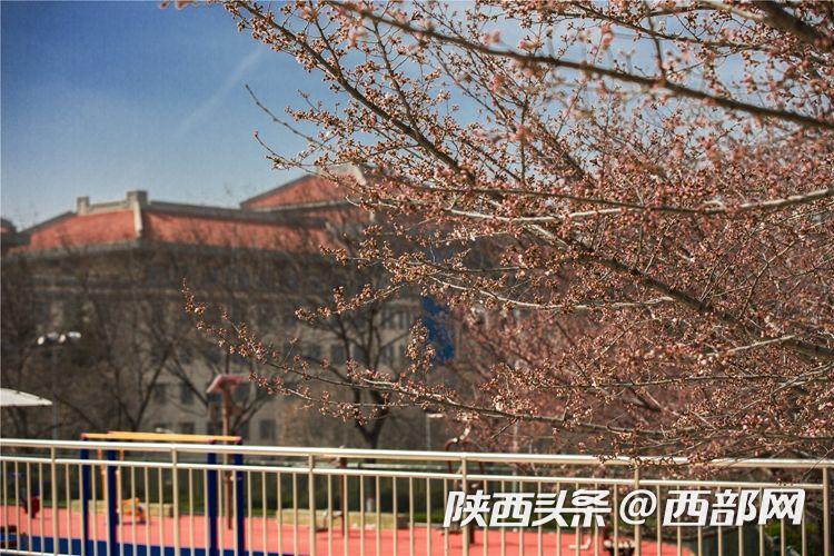 春天里的陕西｜西安思源学院：一起品尝春天的“甜”