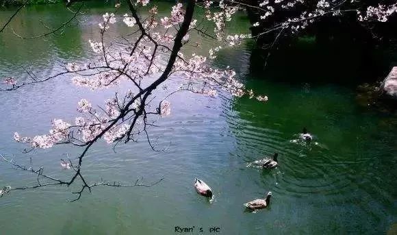 含春的诗句飞花令1-5年级,含春的诗句飞花令100首