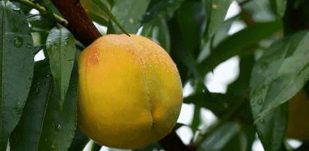 为啥大家都抢罐头,为什么大家都抢罐头