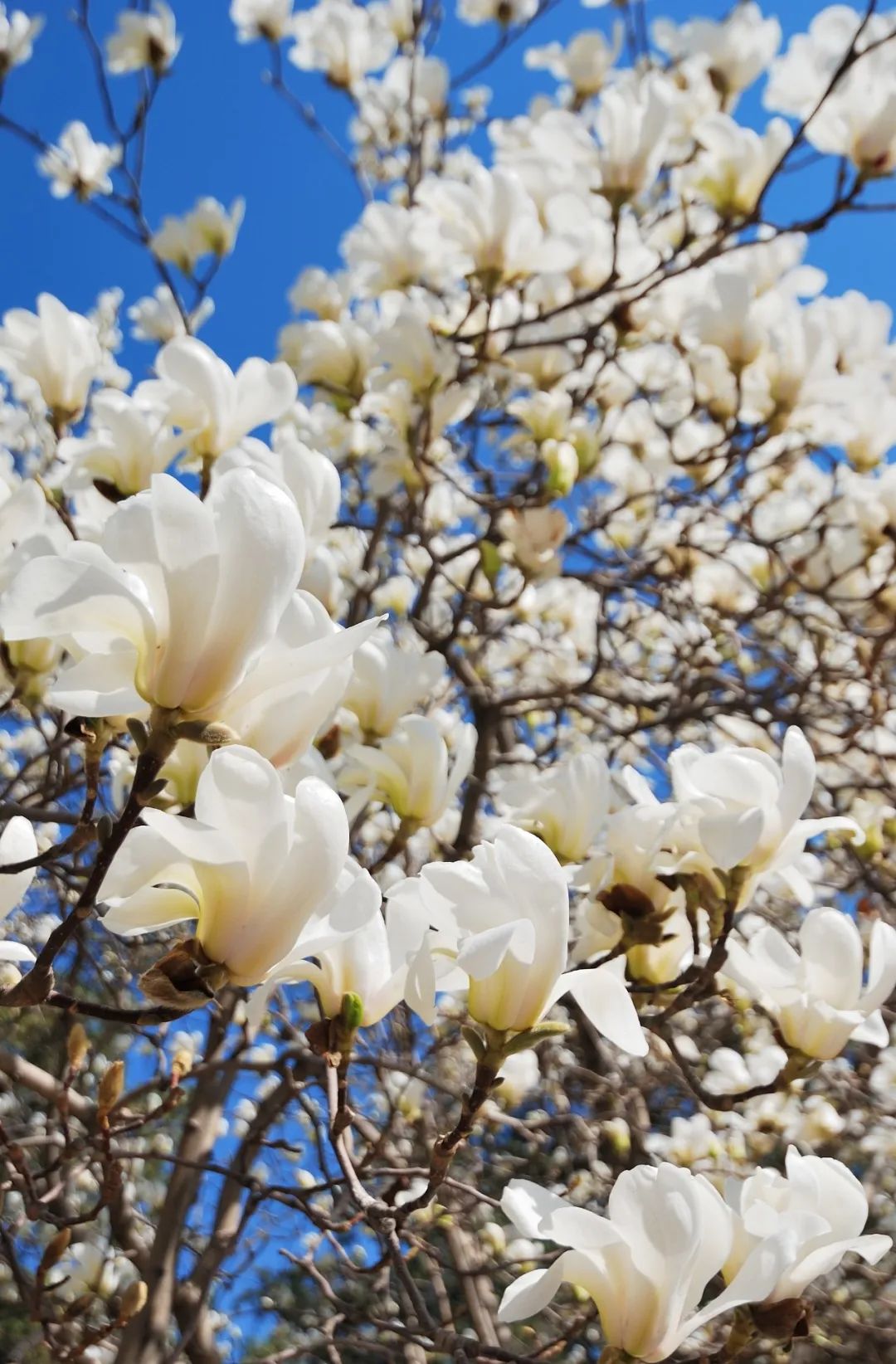 2020春季赏花指南,中国春色,满血复活