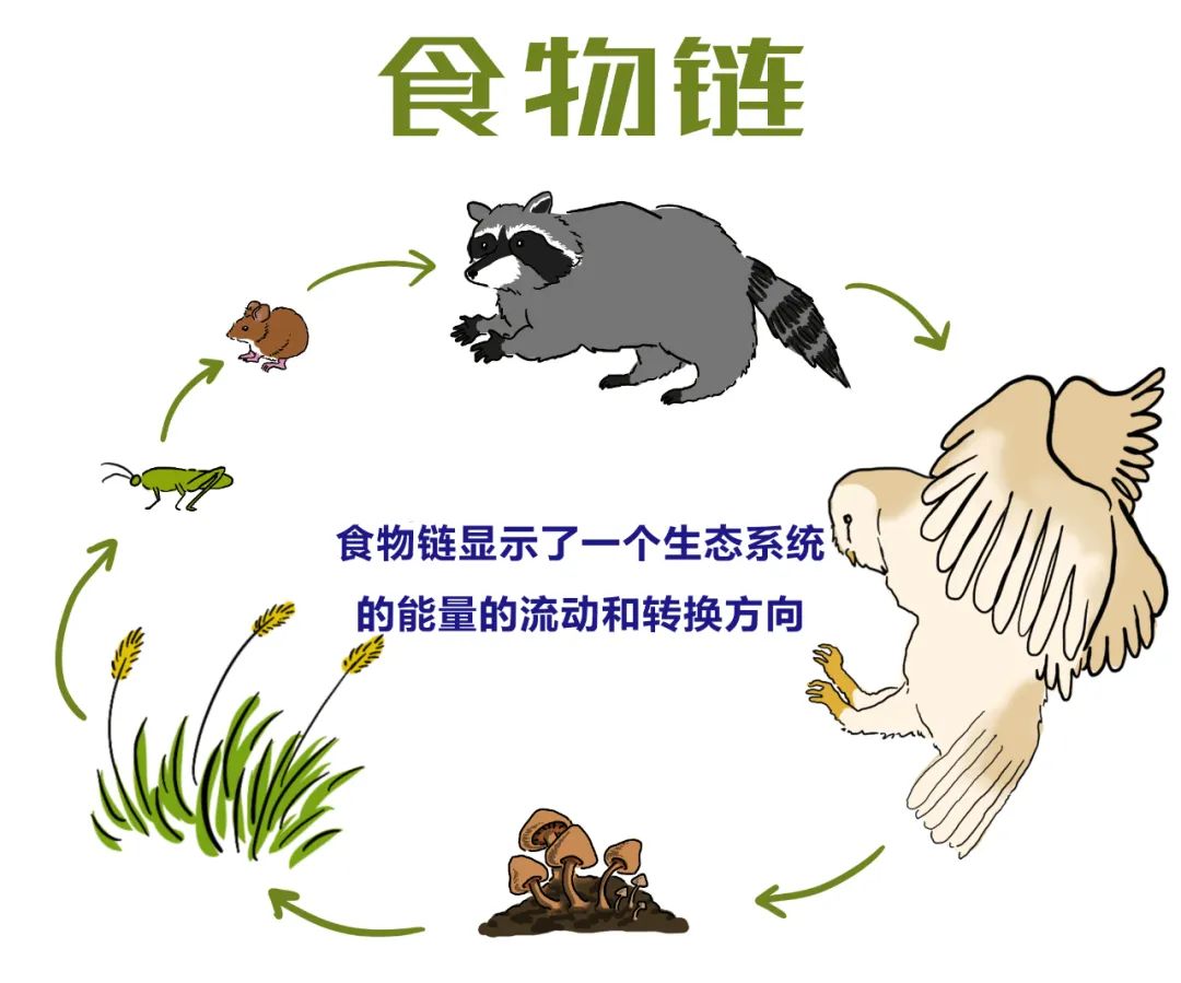 高中生物植物激素知识点总结归纳,高中生物选修三知识点总结归纳