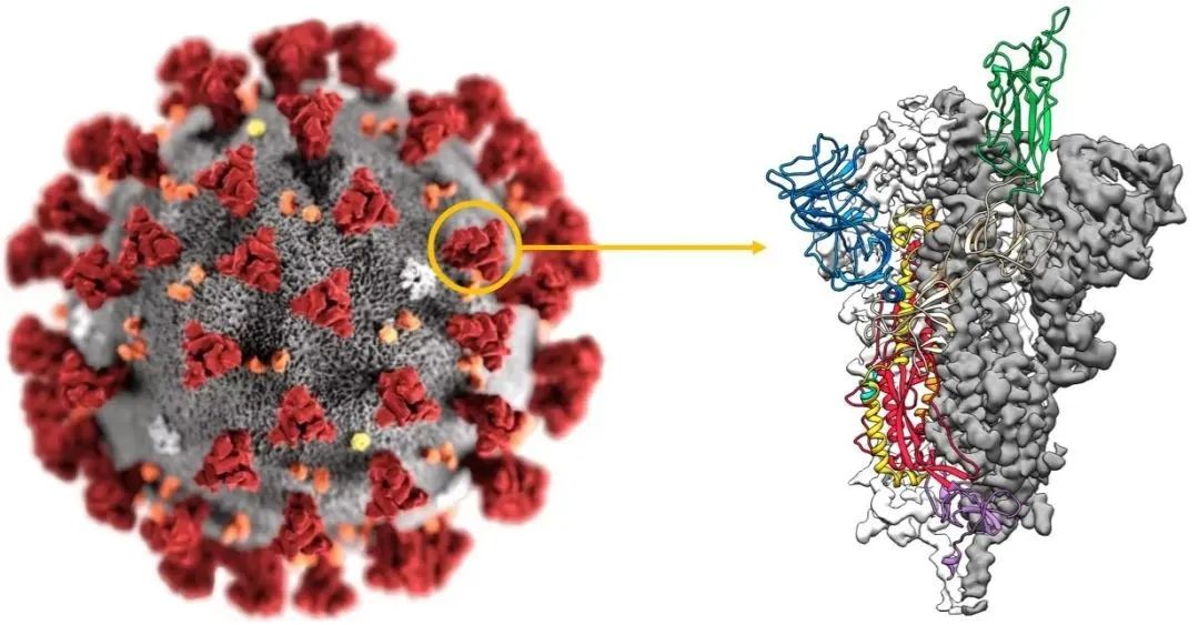 来，让我们认真地聊聊新冠疫苗