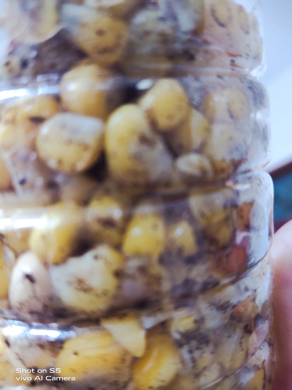 野钓中药酒米制作及配方,自制钓鱼酒米配方