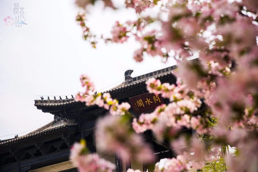 淄博春天踏青好去处,淄博周边踏青