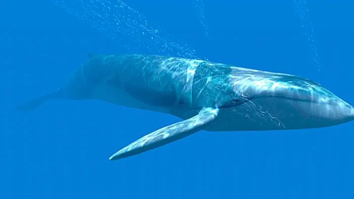 地球诞生以来最强的动物,地球诞生以来最大的动物