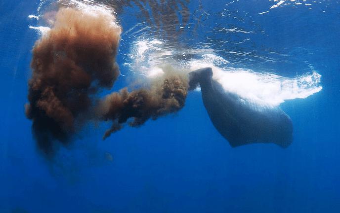 地球诞生以来最强的动物,地球诞生以来最大的动物