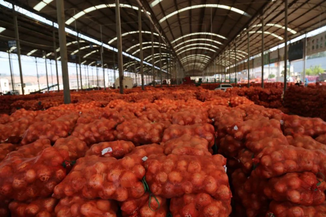 红皮洋葱低价走货,云南紫皮洋葱现挖现发5斤9斤包邮