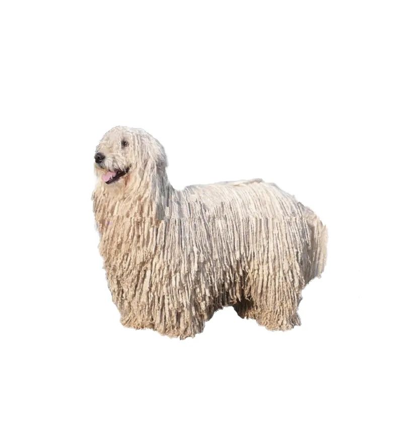 「FM889」定了！这48类烈性犬在滨州城市建成区禁养！5月1日起施行