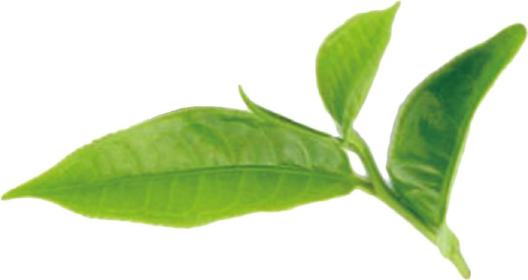 万人推介张家界莓茶活动,绿水青山中国行之张家界莓茶