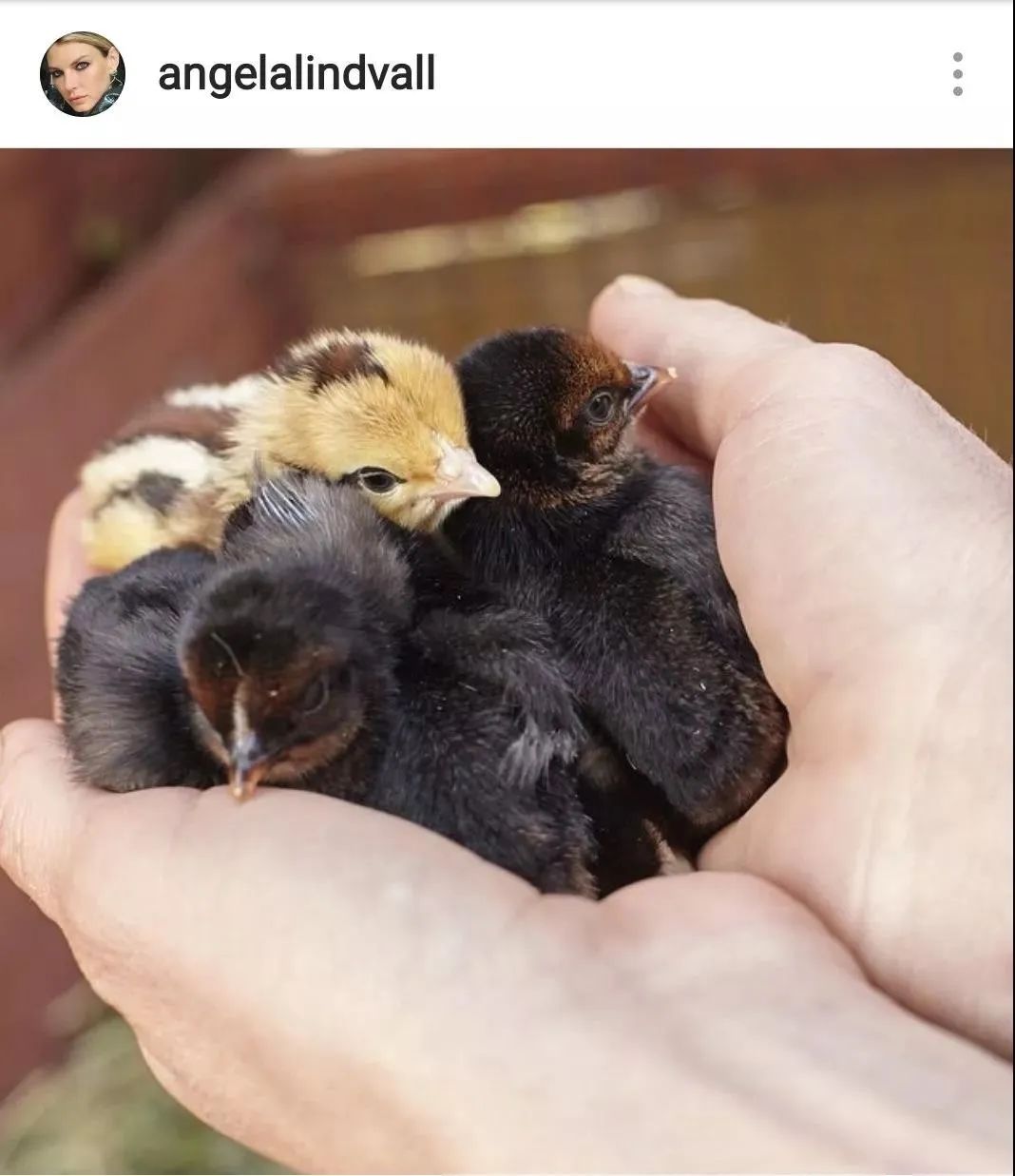 41岁妖孽超模养鸡种田，凭一张动图霸屏15年：原来这只老狐狸，早已修成了仙