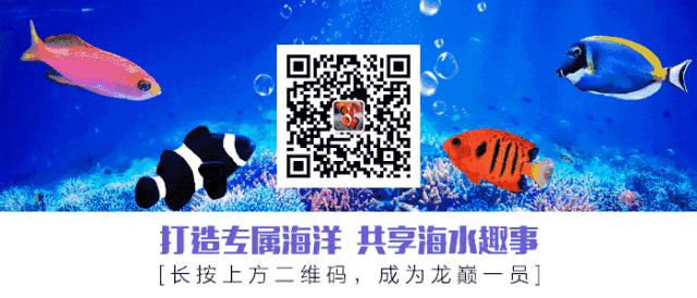 新手适合养哪种海缸,最简单的小海缸开缸教程新手入门