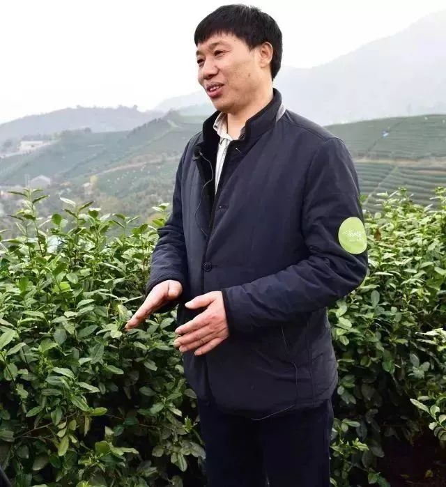 喝一口就忘不了的特级明前龙井,一年一次的明前龙井怎能错过