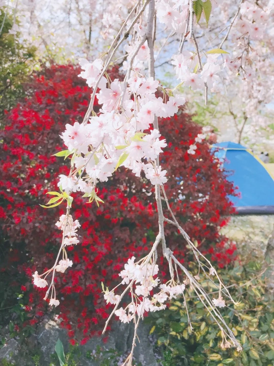 秋冬粉底液奶油肌推荐,春日奶油肌