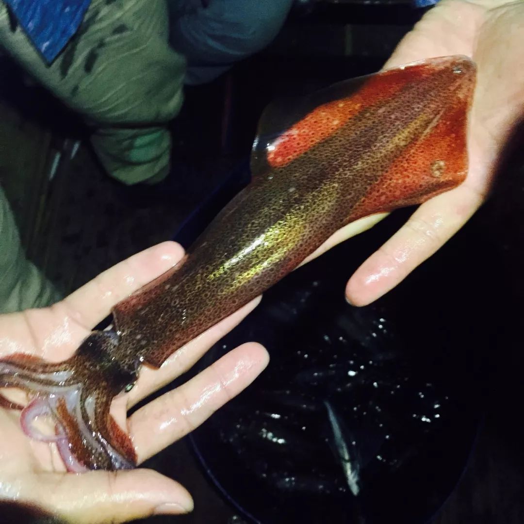 防城港休渔期可以赶海吗,禁渔期防城港码头买海鲜