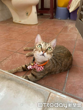 喵戴羞耻圈走秀 时尚感笑翻万人