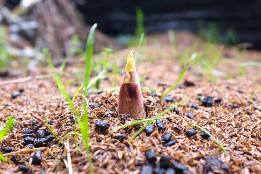 常州周末旅游景点推荐,常州最美乡村