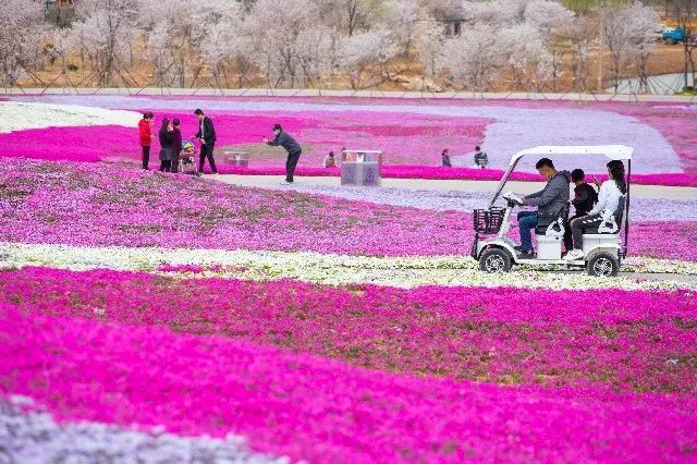 我从花海中归来!花仙子4月15日盛大开园