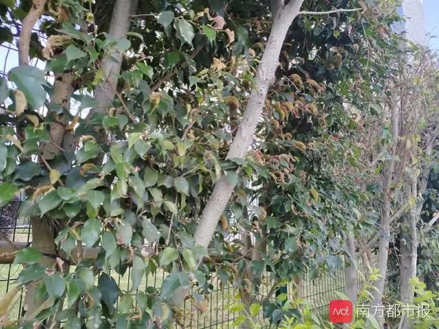 树上为什么那么多小黑虫,树上小黑虫