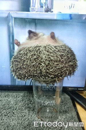 刺猬1.2kg胖成球　兽医惊讶没见过