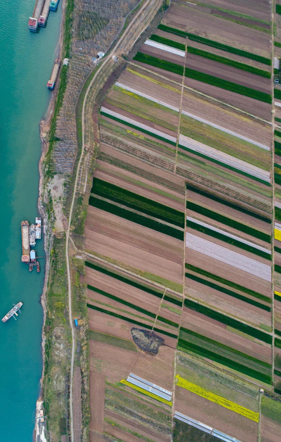 五谷是什么分别指哪些,五谷是什么五谷具体是哪5种