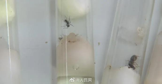 湖北武汉的雷神山医院开放了吗,武汉雷神山医院关闭