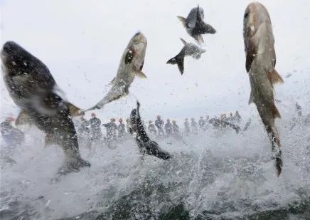 开江鱼有多好吃,错过等一年音效