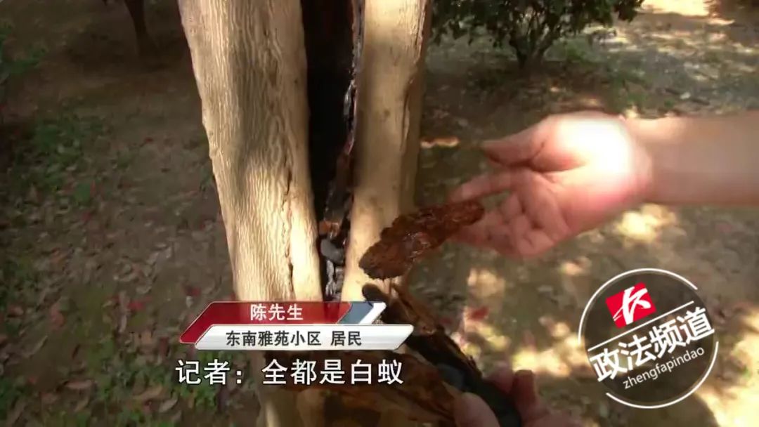 白蚁防治收费依据及标准长沙,长沙白蚁分飞期怎么防治