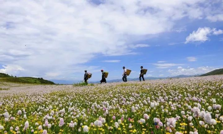 航拍阿坝农村视频,阿坝风景全景视频