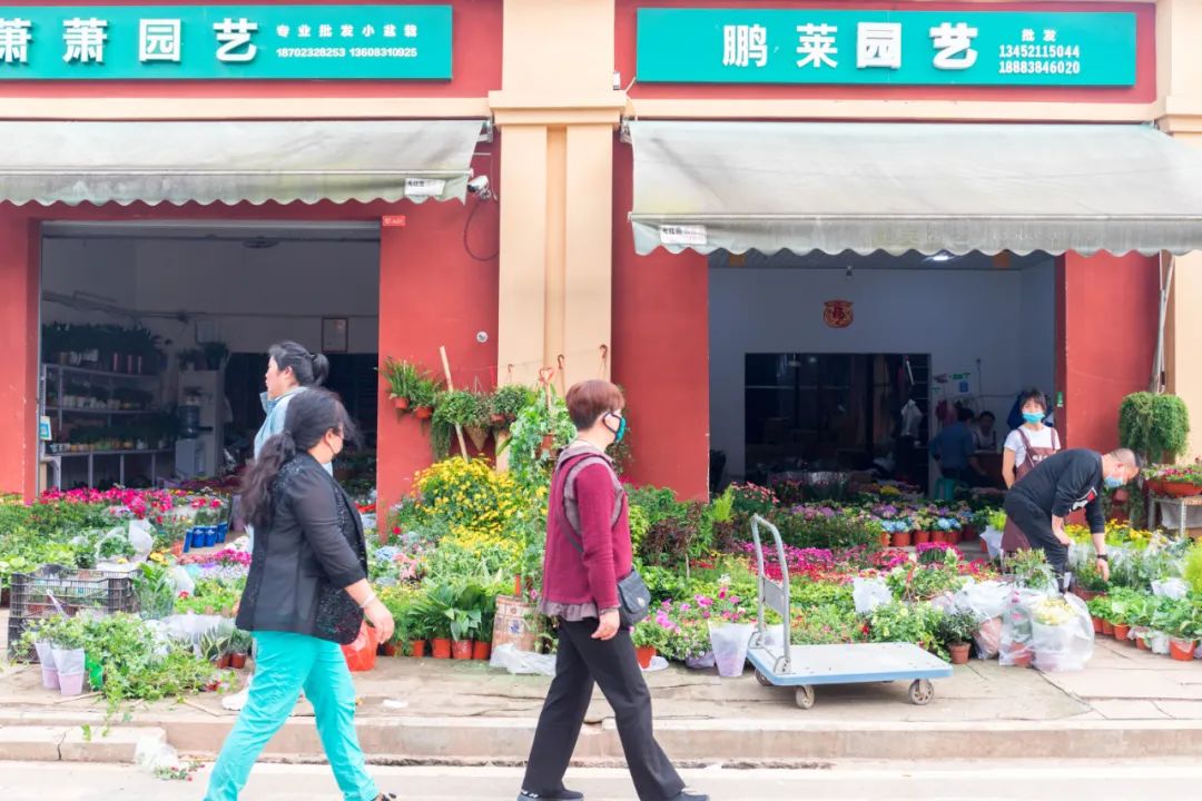 重庆最大的花市需要门票么,重庆最大的花市怎么走