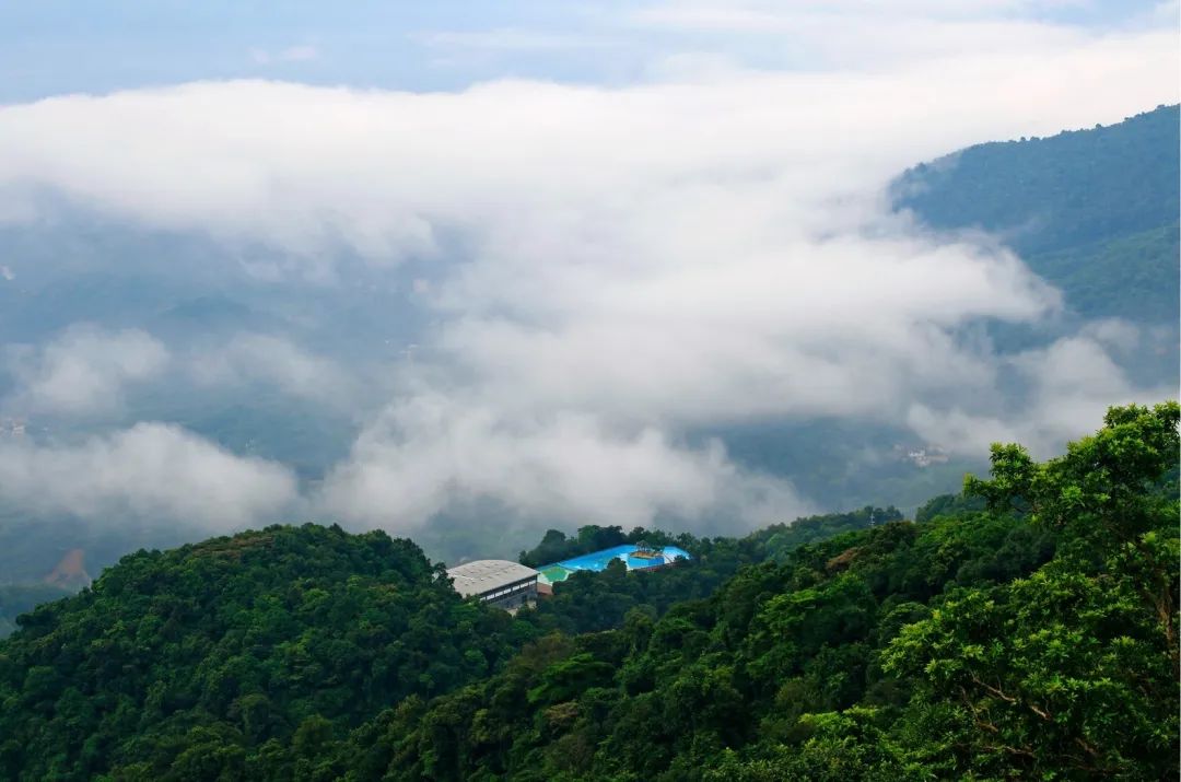 茶香禅韵入梦完整视频,世外桃源神仙度假地
