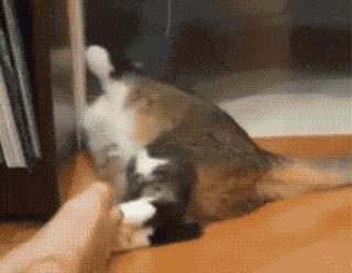 日本的脚到底臭不臭,为什么日本人的脚从来都不臭