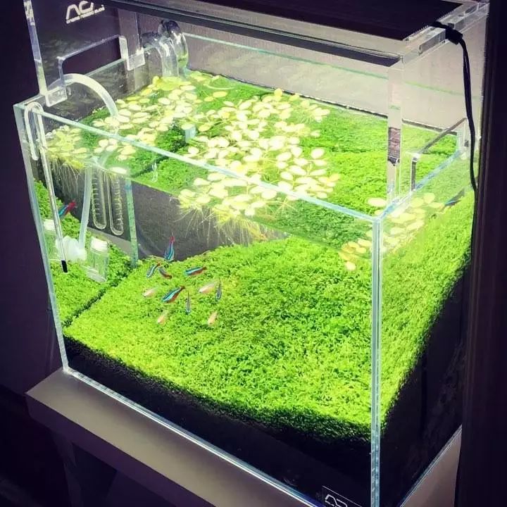 没有过滤的造景缸,没有造景的鱼缸好看吗