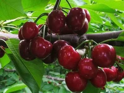 “樱”“唯”有你！五月，让我们相约在铜川的樱桃园