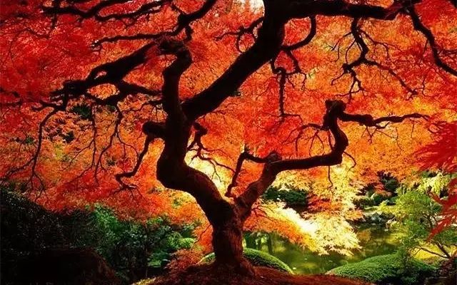 30缸一棵莫斯树造景,莫斯树和丹麦红玫瑰造景