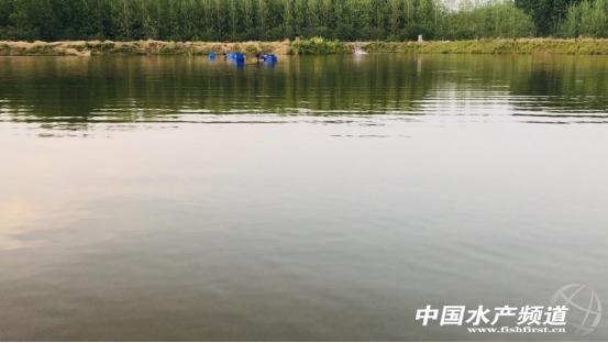 黄颡鱼暴死,黄颡鱼有零星死亡怎么回事