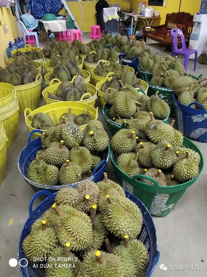 泰国健身教练赤膊卖榴莲走红,泰国健身教练榴莲