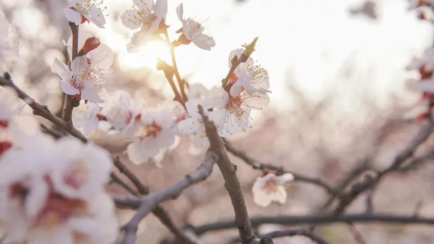 从燕园到家乡丨一种相思，两处*光春**