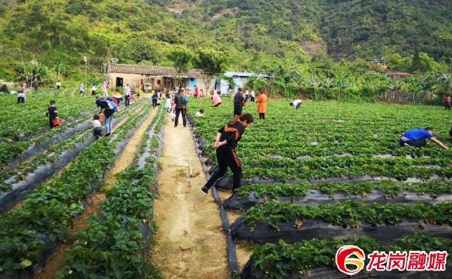 五一去哪玩深圳龙岗,龙岗五一最佳去处