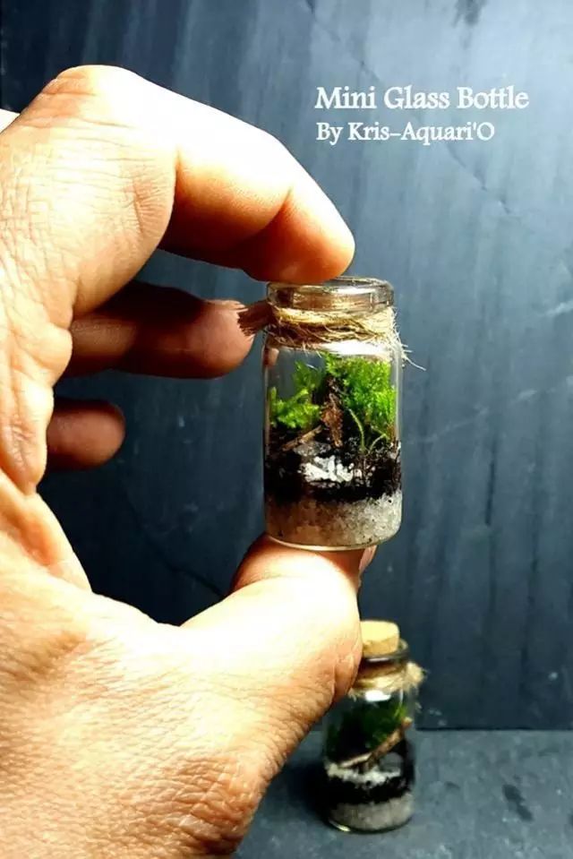 胶囊微景观,胶囊景观