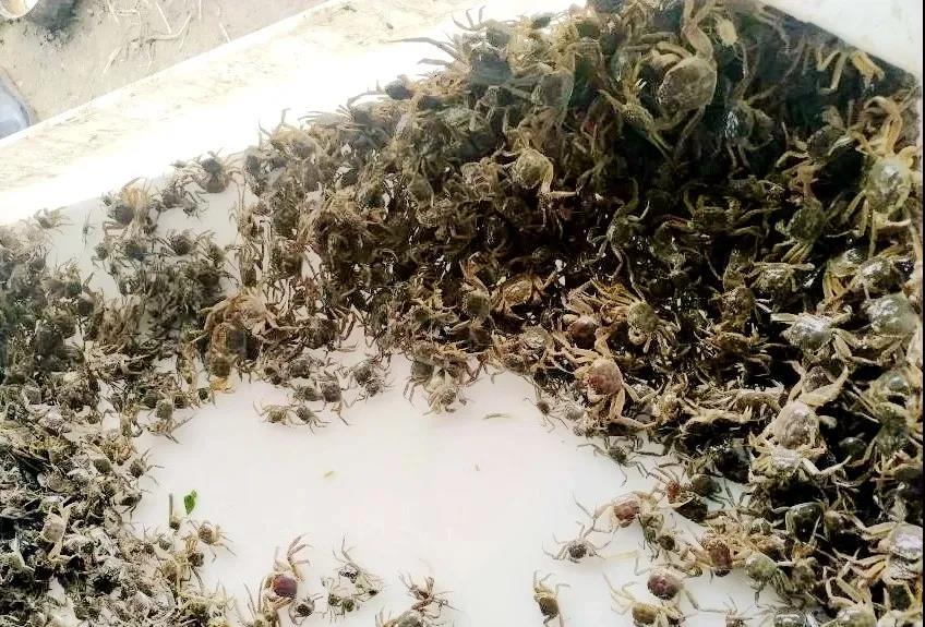 河蟹养殖技术最新,最简单的河蟹养殖