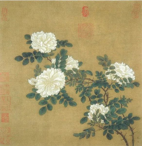 中国月季城市,市花为月季的城市有几个