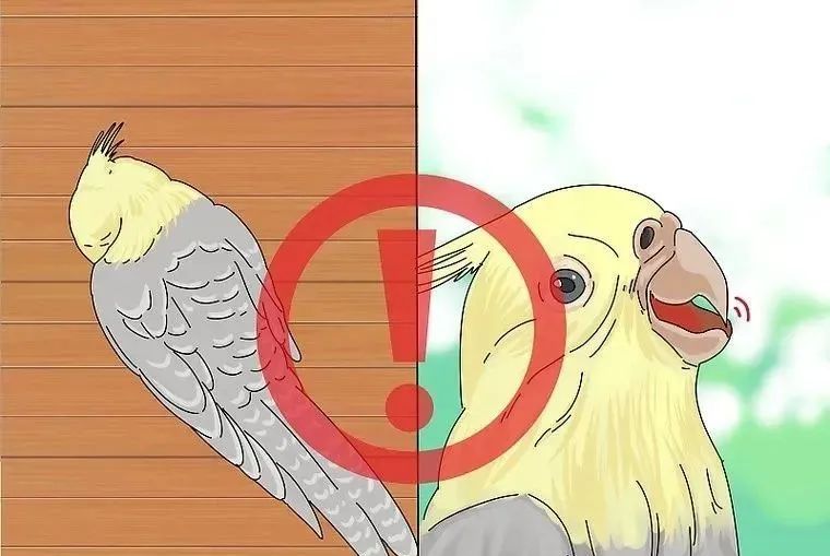 心疼……鸡尾鹦鹉拉稀了，怎么办？