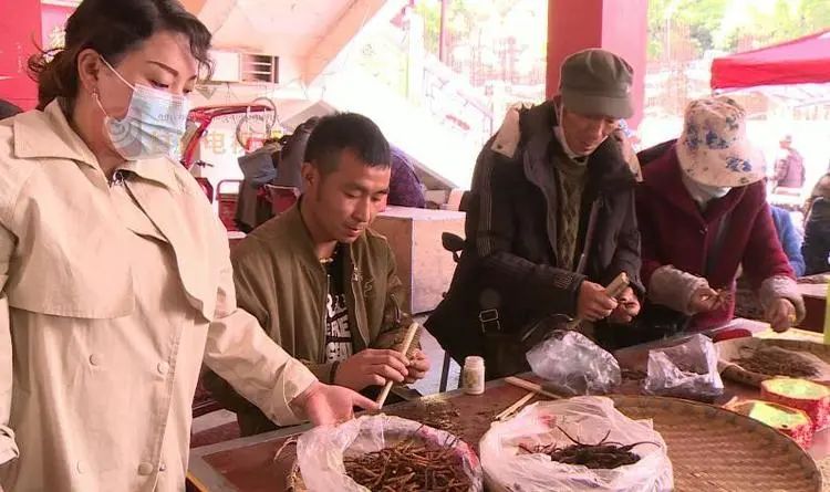 野生新虫草上市,新鲜货虫草