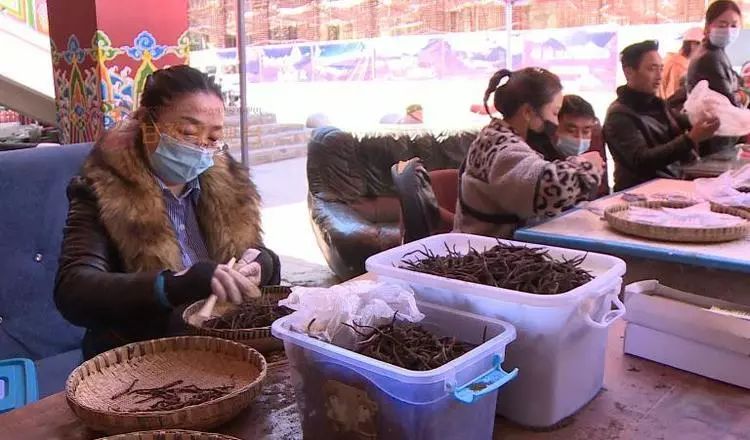 新鲜虫草已上市场，“软黄金”借网出山
