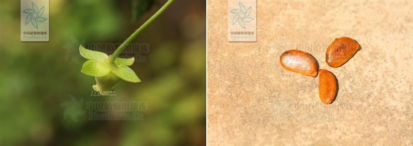 植物大战僵尸盘点那些奇葩的植物,植物大战僵尸最诡异的十大植物