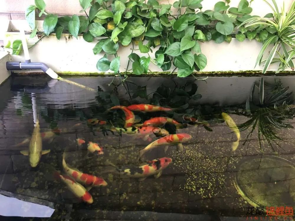 迷上鲤鱼精，露台安家2.5立方锦鲤池，生活设施一应俱全