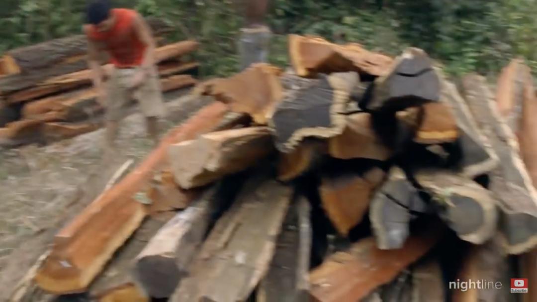 三个月砍掉20个曼哈顿,一年砍掉一个国家,亚马逊已经到了最危急的时候