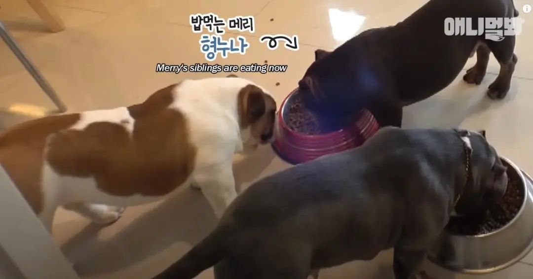 小奶狗怎么越吃越瘦是什么原因,小奶狗太瘦如何快速长胖