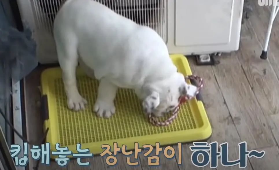 小奶狗怎么越吃越瘦是什么原因,小奶狗太瘦如何快速长胖